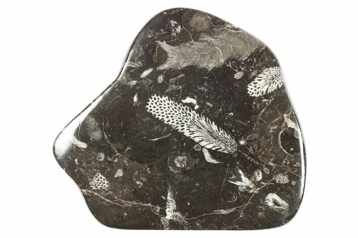 Polished Devonian Fossil Coral and Bryozoan Plate - Morocco #273127